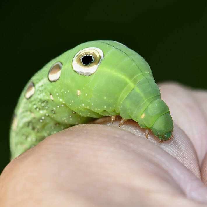 Tersa Sphinx Moth (1)