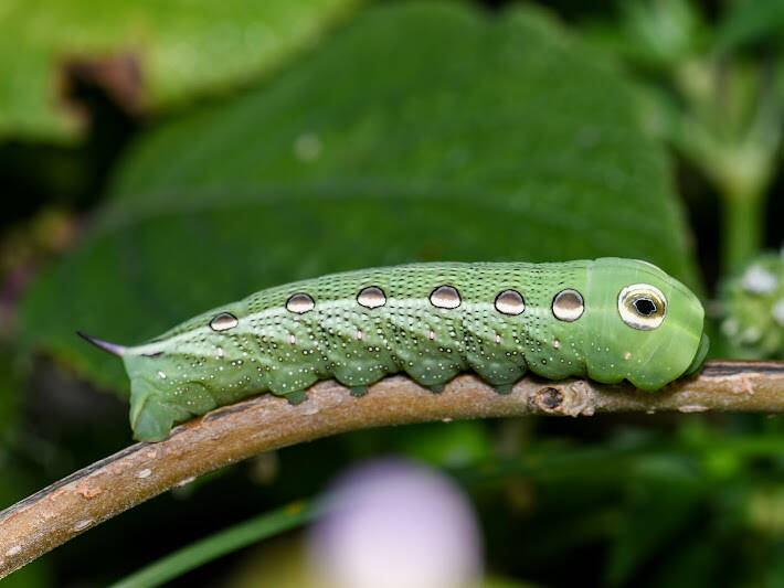 Tersa Sphinx Moth  (3)