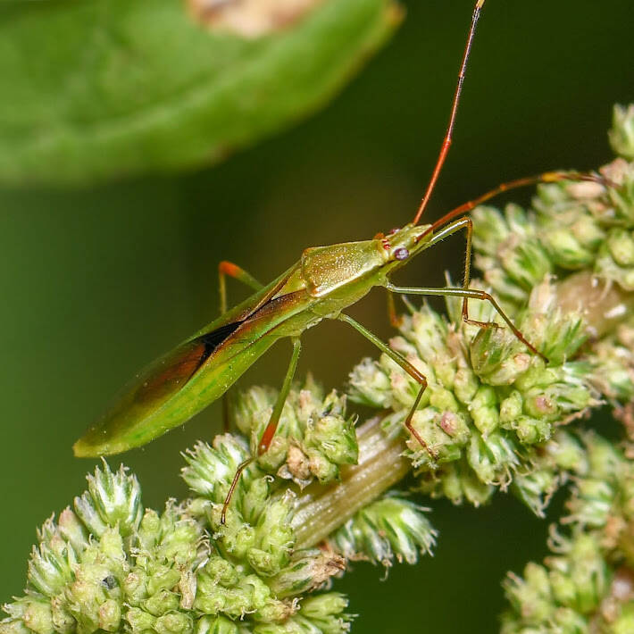 Rice Bug (1)