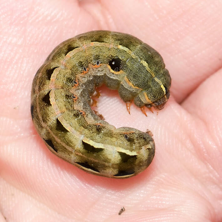 Yellow-Striped Army Worm (1)