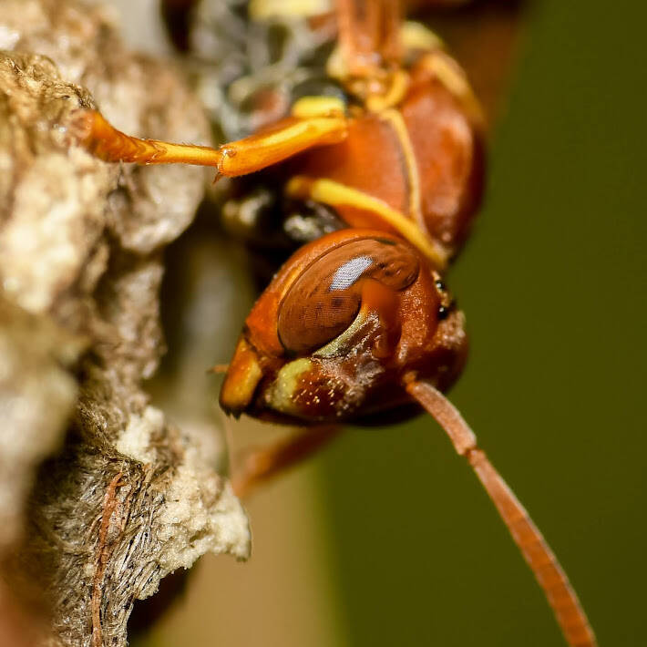 Hunter's Little Paper Wasp (1)