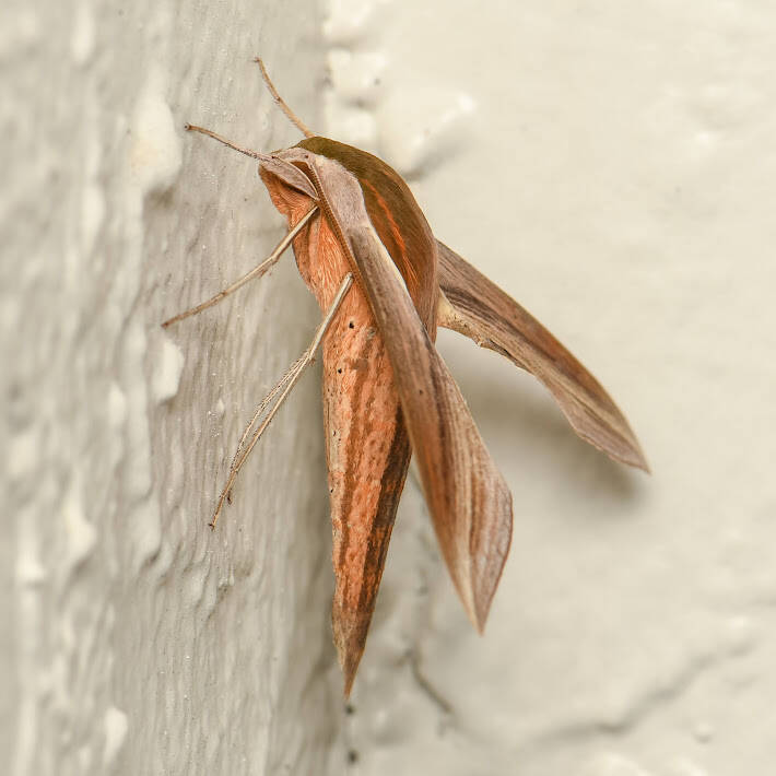 Tersa Sphinx Moth (4)