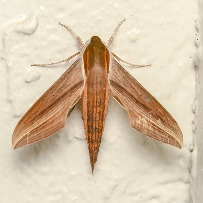 Tersa Sphinx Moth (5)