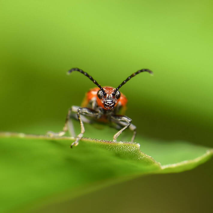 Shining Leaf Beetle (1)