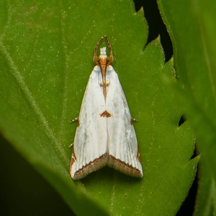 Southern Milky Argyria Moth (1)