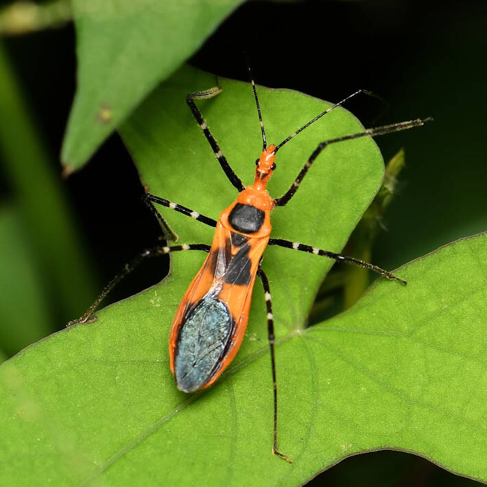 Milkweed Assassin Bug (6)