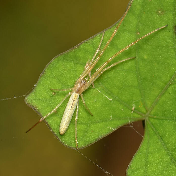 Silver Long-Jawed Orbweaver (1)