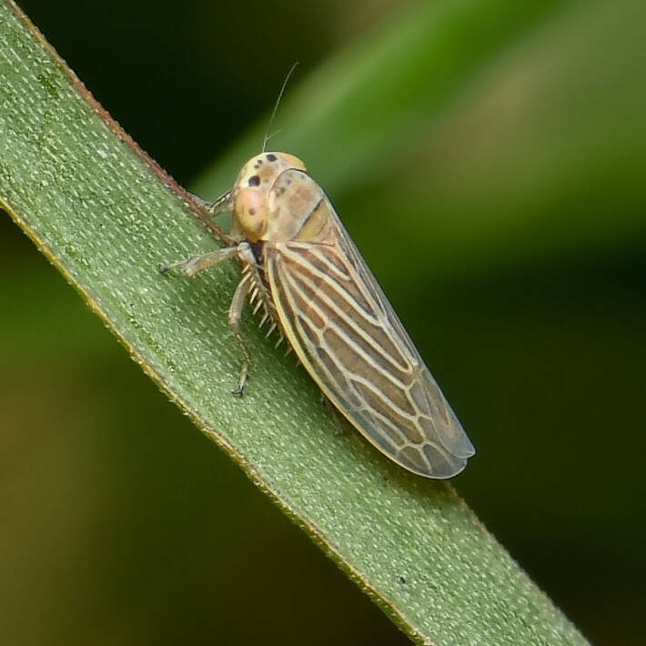 Unerus colonus Leafhopper (1)
