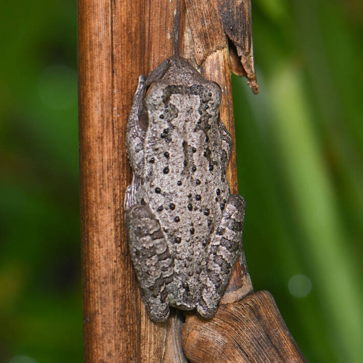 Cuban Tree Frog (6)