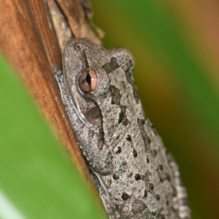 Cuban Tree Frog (7)
