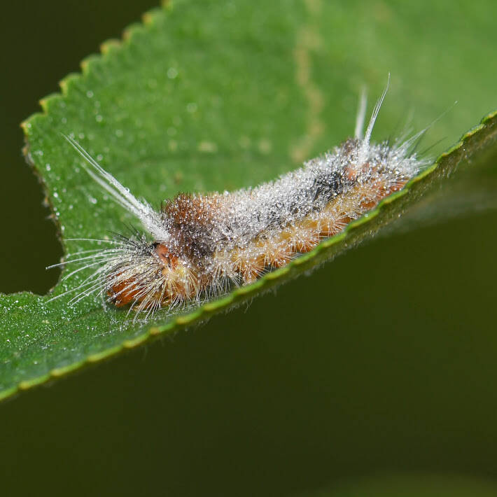 Florida Tussock Moth (3)
