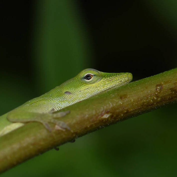 Green Anole (7)