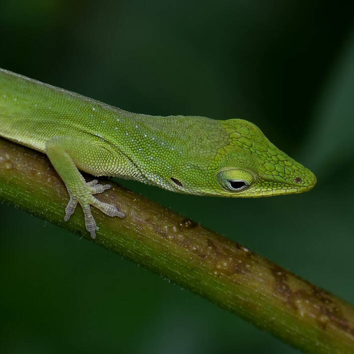 Green Anole (8)