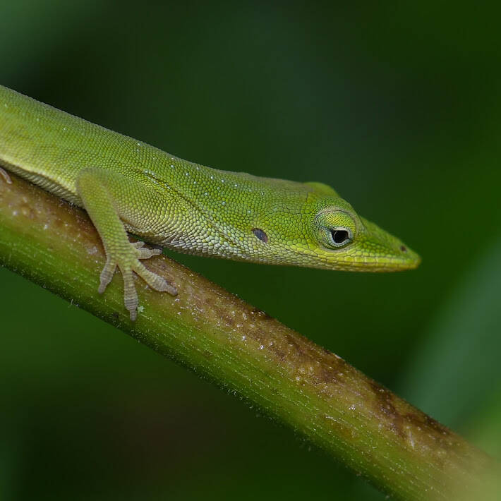 Green Anole (9)