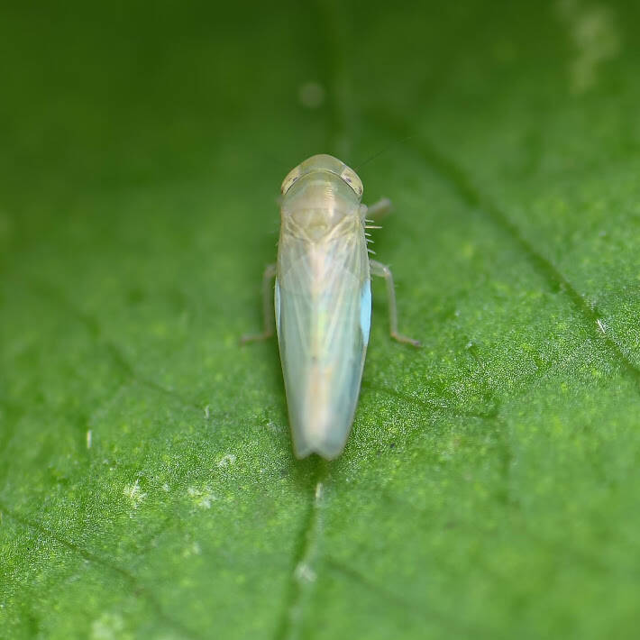 Neocoelidia Leafhopper (1)