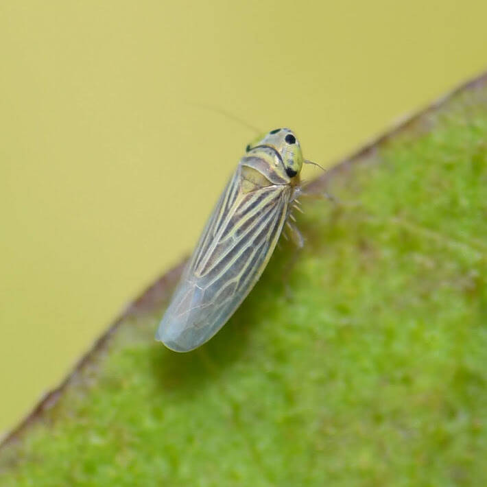 Graminella villica Leafhopper (1)