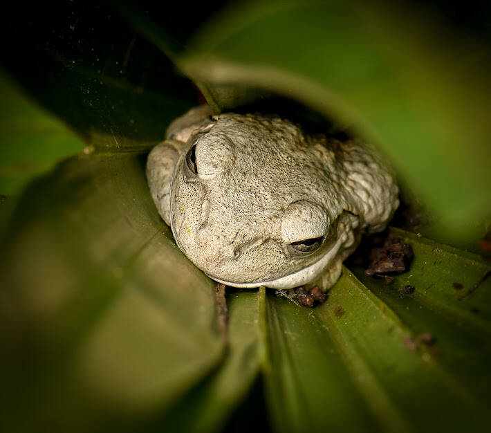 Cuban Tree Frog (8)