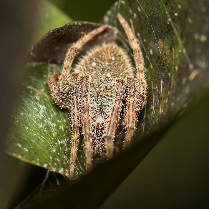 Tropical Orbweaver (3)