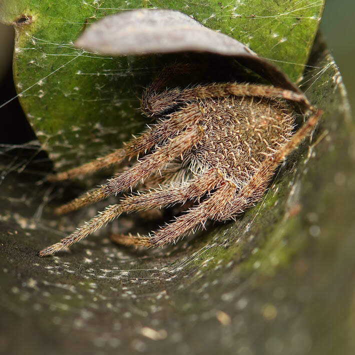 Tropical Orbweaver (4)