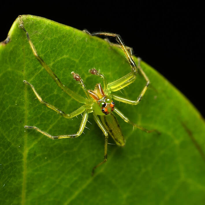 Magnolia Green Jumping Spider (1)