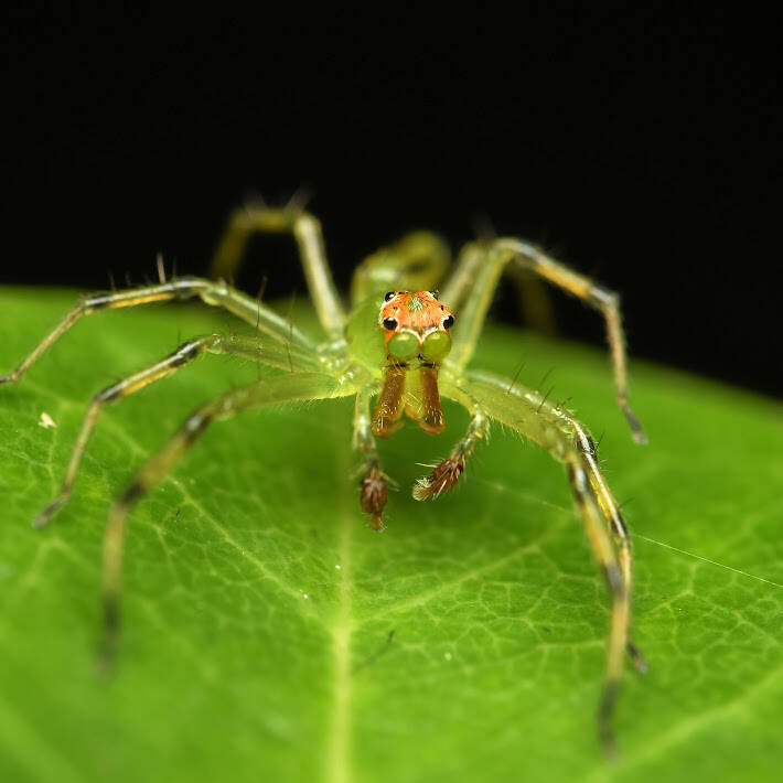 Magnolia Green Jumping Spider (2)