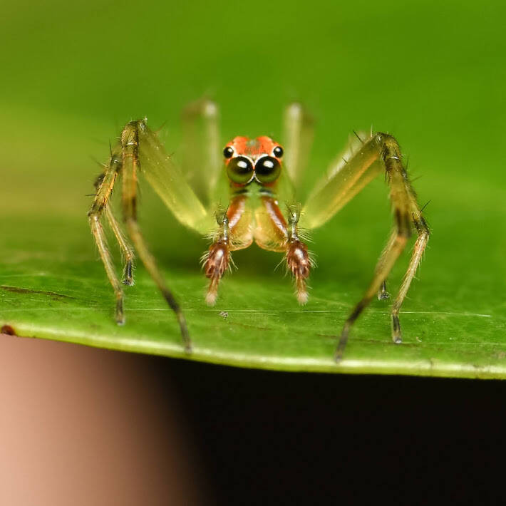 Magnolia Green Jumping Spider (3)
