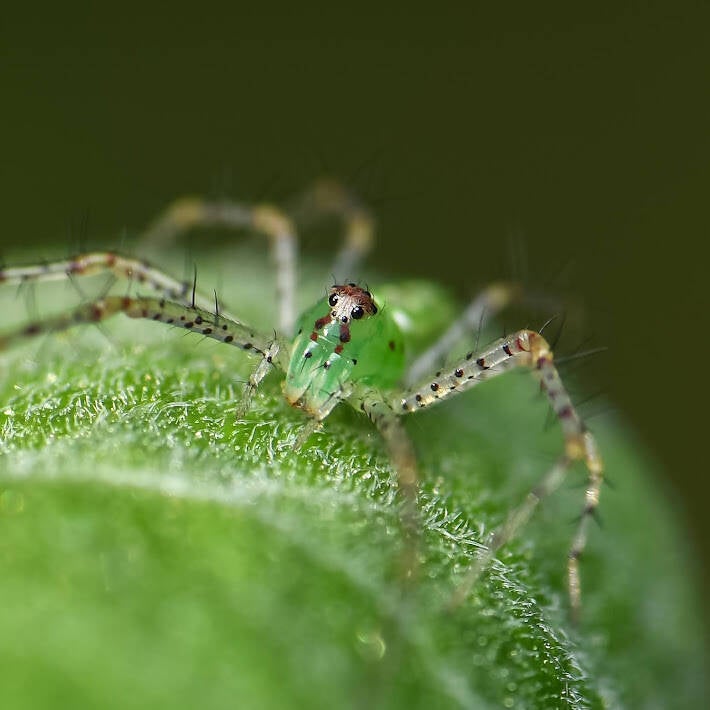 Green Lynx Spider (3)