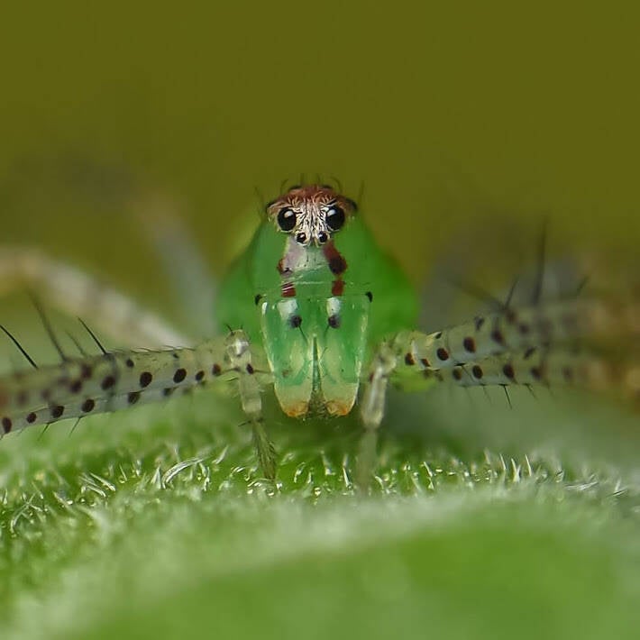 Green Lynx Spider (4)