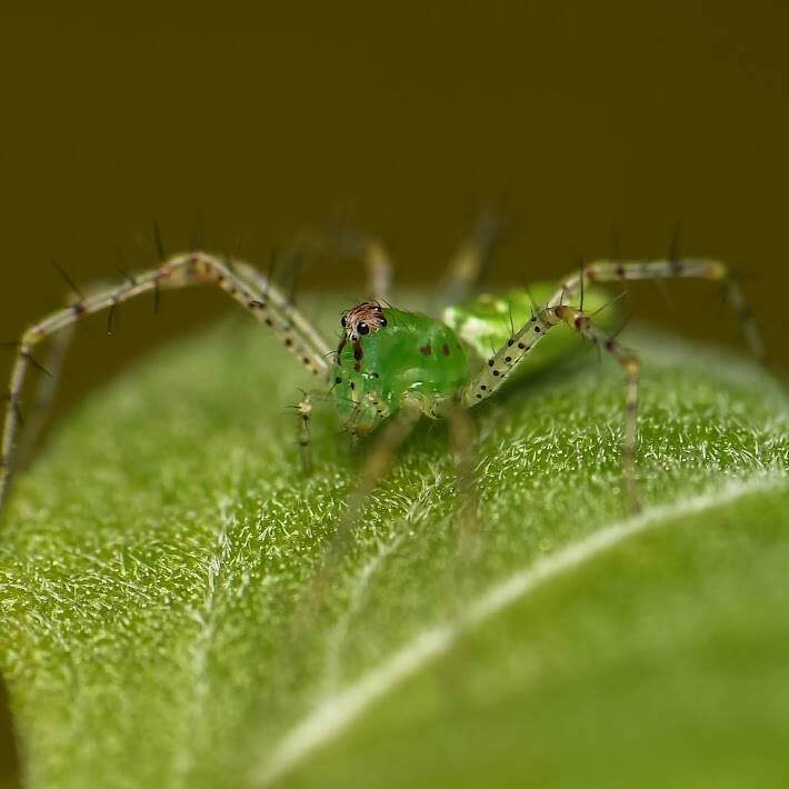 Green Lynx Spider (5)