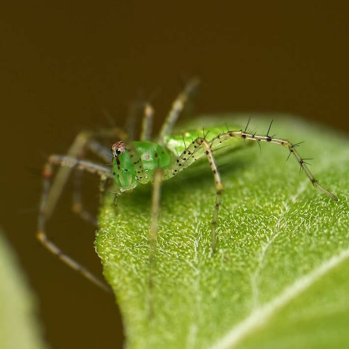 Green Lynx Spider (2)