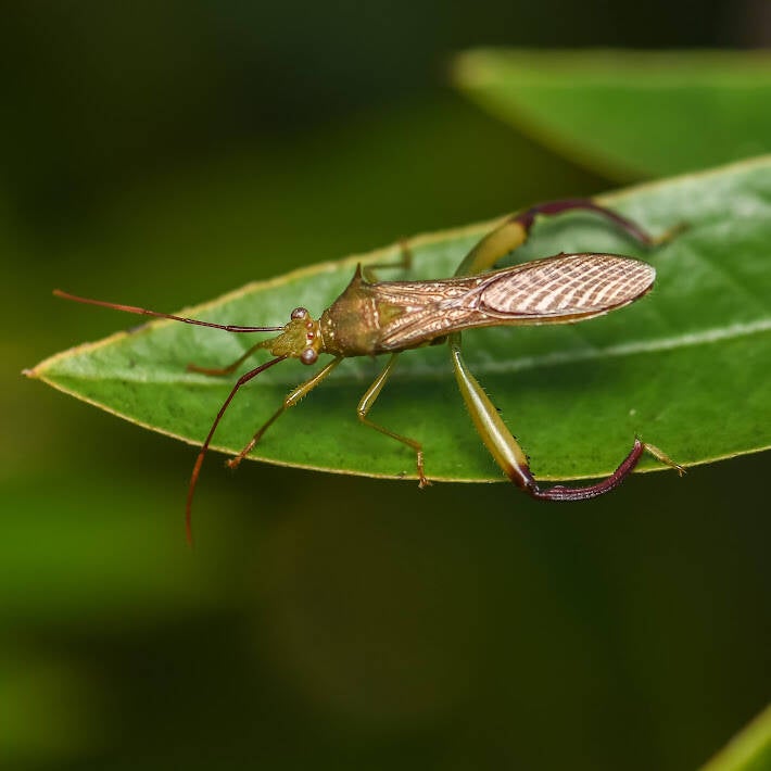 Hyalymenus Broad-Headed Bug (1)