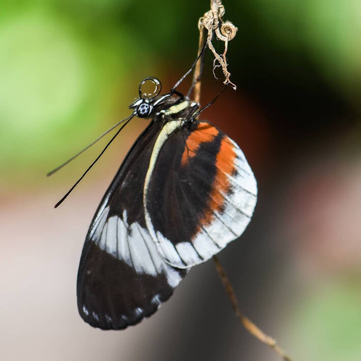 Cydno Longwing (2)