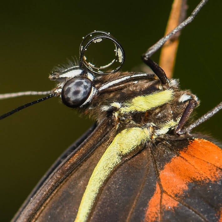 Cydno Longwing (3)