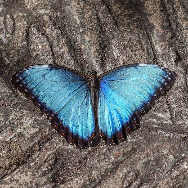 Blue Morpho (2)