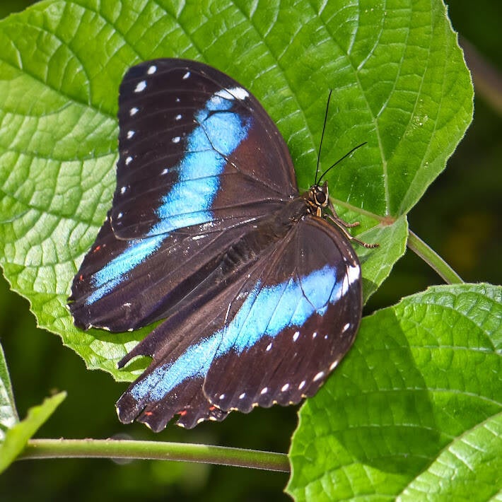 Banded Morpho (1)