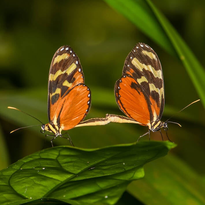Tiger Longwing (2)
