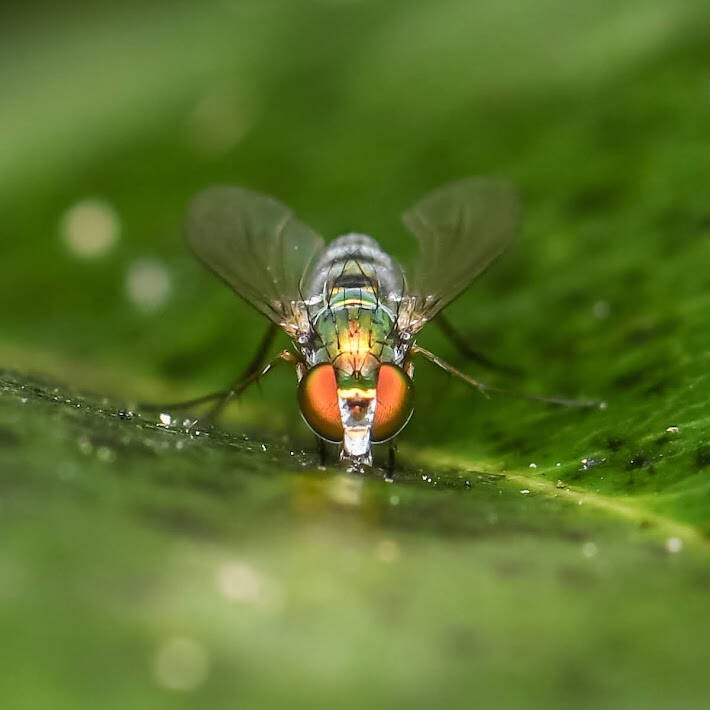 Iridescent Long-Legged Fly (5)