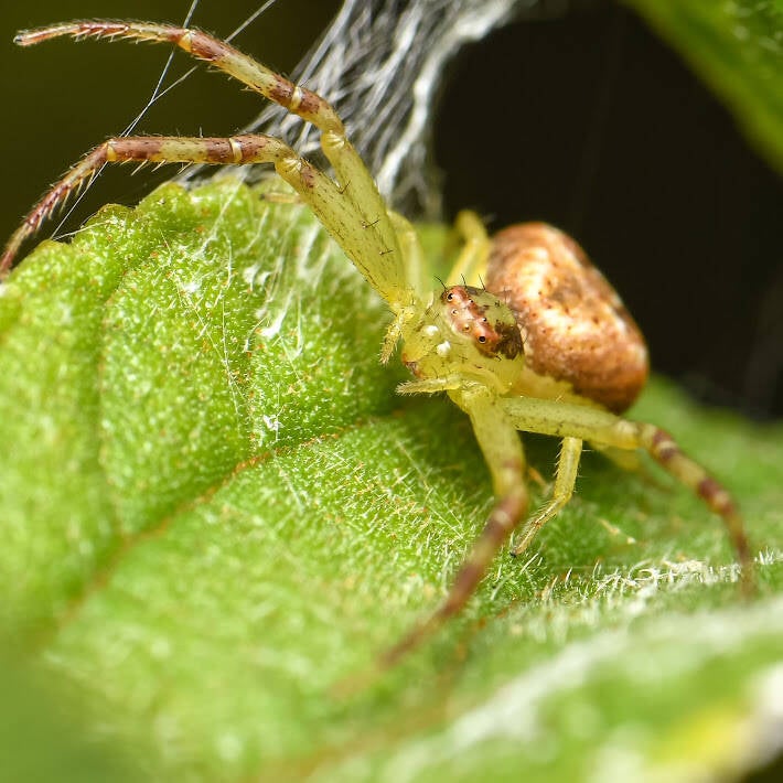 Crab Spider (13)