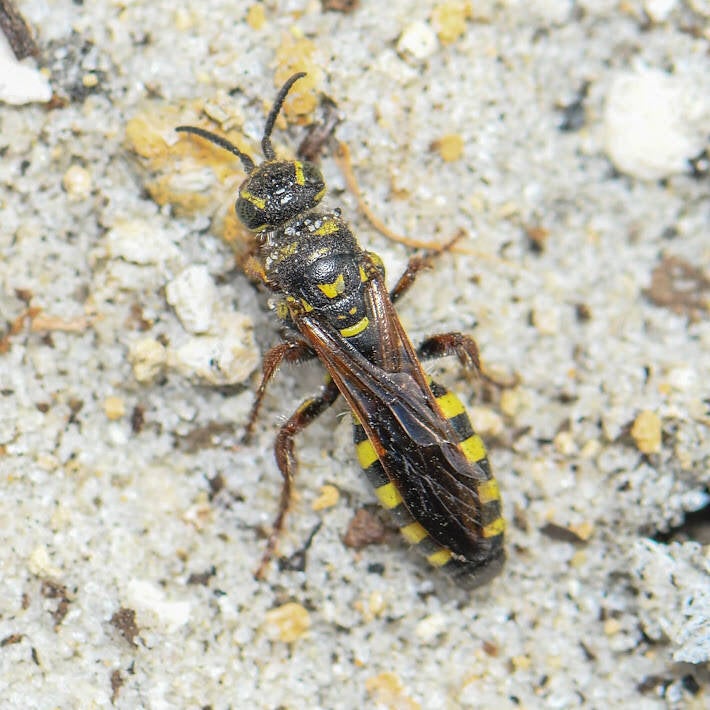 American Sand Wasp (3)