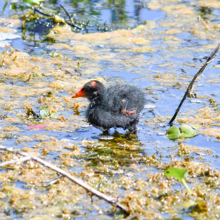 Common Gallinule (5)