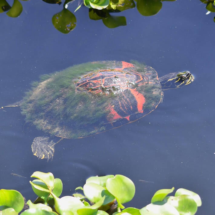 Red-Bellied Cooter (2)
