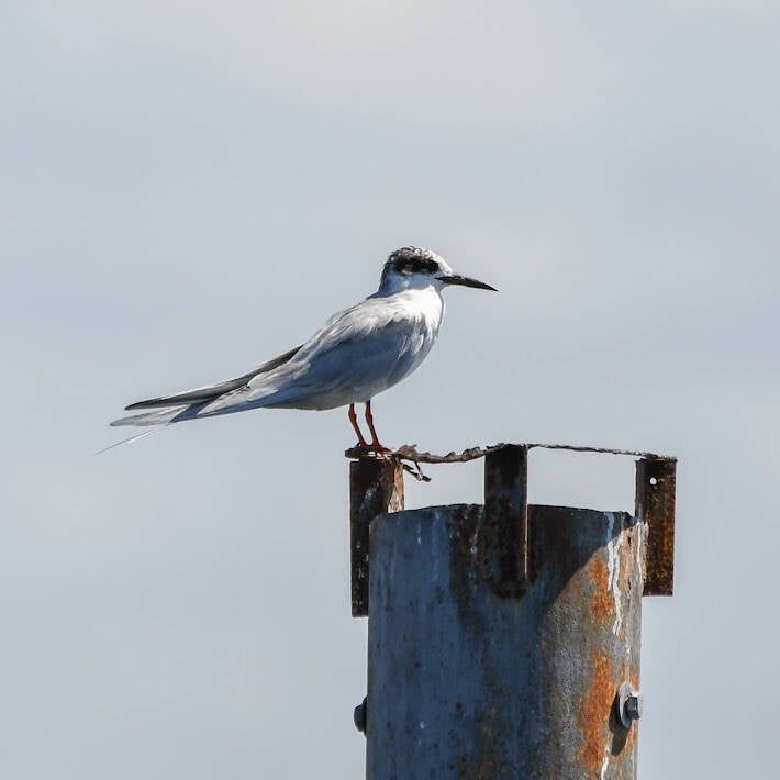 Forster's Tern (1)