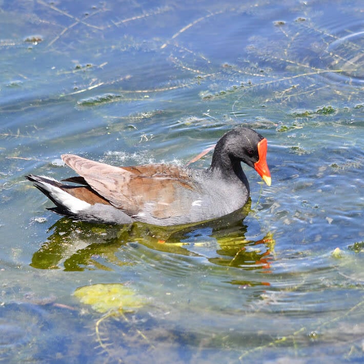 Common Gallinule (6)