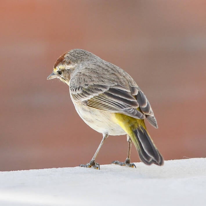 Palm Warbler (3)