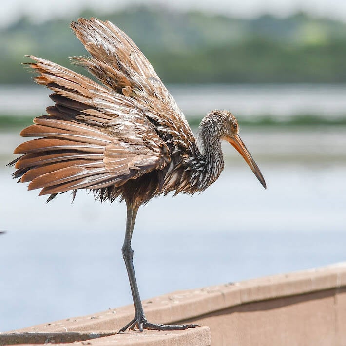 Limpkin (3)