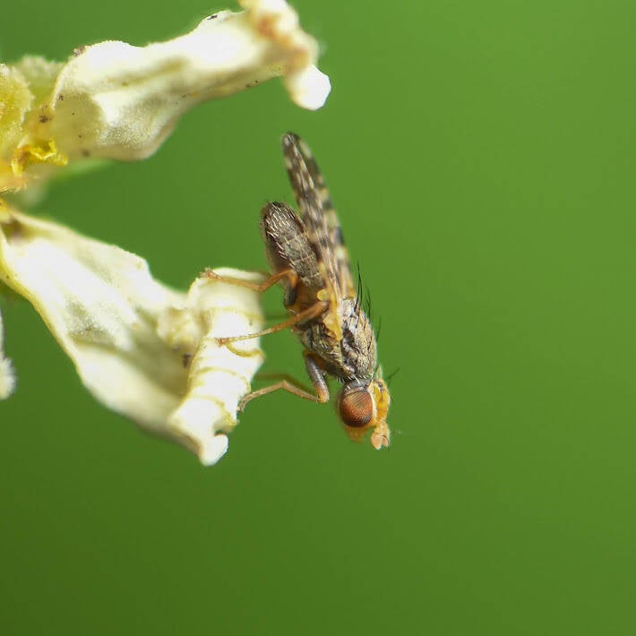Campiglosa Fruit Fly (2)
