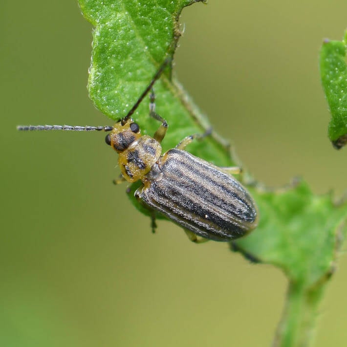 Skeletonizing Leaf Beetle (5)