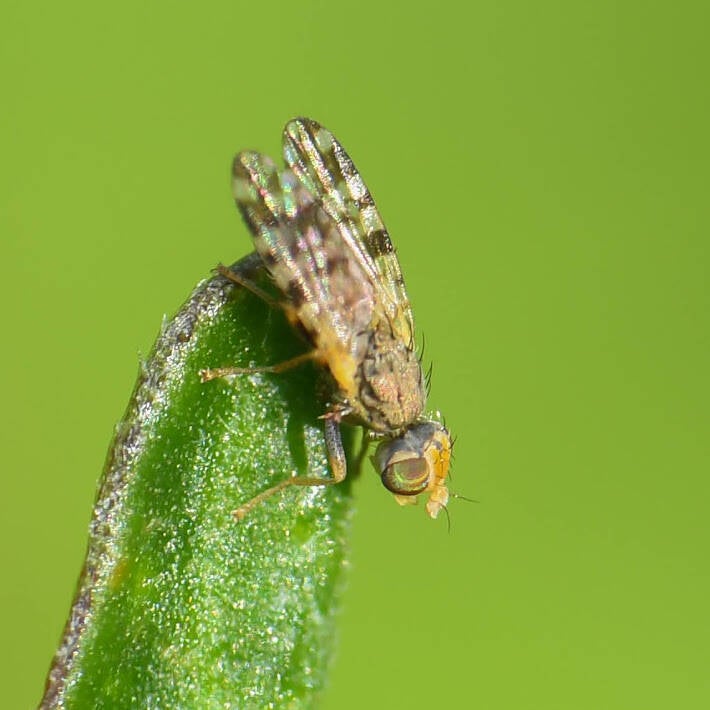 Campiglosa Fruit Fly (3)