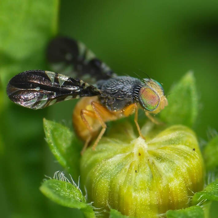 Xanthaciura Fruit Fly (2)