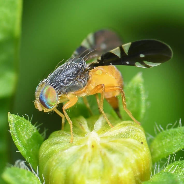Xanthaciura Fruit Fly (3)